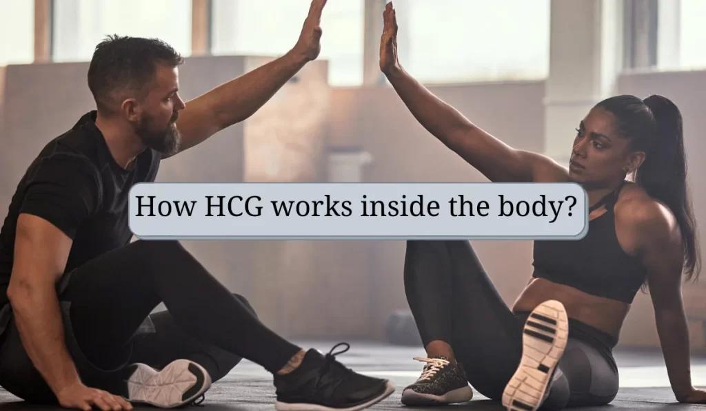 How HCG works